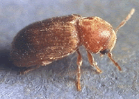 Biscuit Beetle