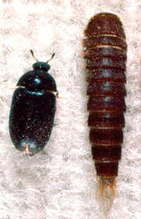 Carpet Beetle