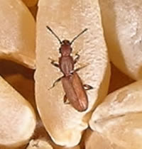 Grain Beetle