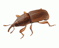 Grain Weevil