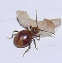 Spider Beetle