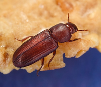 Flour Beetle