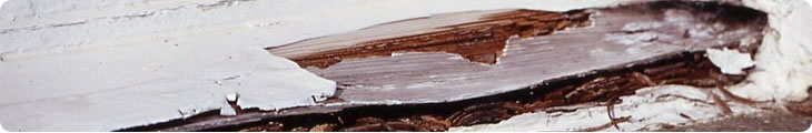 Wet Rot