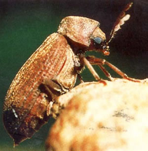 Woodworm